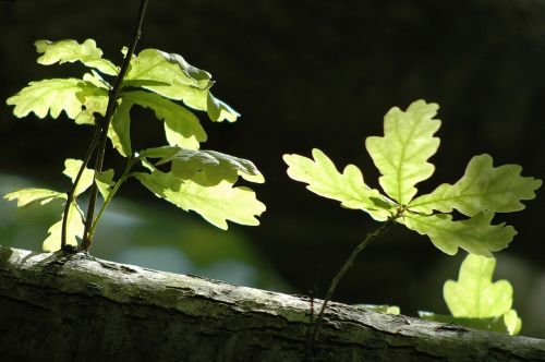 Lapai, Medis, Pavasaris