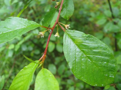 Lapai, Augalas, Gamta, Medis, Rhamnus Frangula, Žiedas