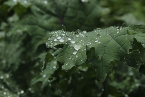 Lapai,  Lašas,  Flora,  Gamta,  Lietus,  Kalytė,  Augalas,  Natūralus,  Pavasaris,  Šviežias,  Žalias,  Vasara,  Vanduo,  Sodas,  Sezonas,  Makro,  Gėlė,  Tekstūra,  Žiedas,  Šviesus,  Šlapias,  Žiedlapis,  Spalva,  Šviežumas,  Žydėti,  Rasa,  Aplinka,  Diena,  Modelis,  Lauke,  Lapija,  Botanika,  Liūtys,  Be Honoraro Mokesčio