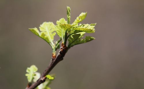 Lapai,  Flora,  Gamta,  Augimas,  Lauke,  Be Honoraro Mokesčio