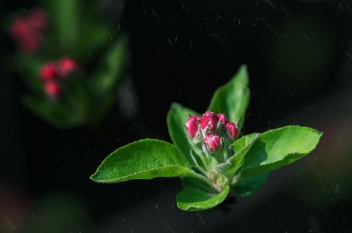 Lapai,  Gamta,  Gėlė,  Flora,  Sodas,  Be Honoraro Mokesčio