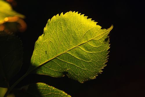 Lapai,  Gamta,  Flora,  Lauke,  Augimas,  Šviesus,  Šviesa,  Iš Arti,  Priešgaisrinė Šviesa,  Pavasaris,  Žalias,  Makro,  Sezonas,  Dizainas,  Spalvinga,  Natūralus,  Tekstūra,  Uždaryti,  Augalas,  Šviežias,  Juodas Fonas,  Sodas,  Šviežumas,  Ekologiškas,  Žolė,  Sodininkystė,  Lapija,  Be Honoraro Mokesčio