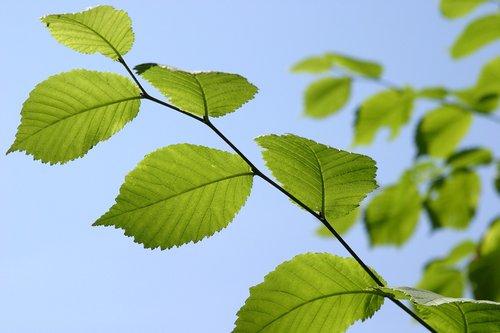 Lapų,  Pobūdį,  Augimas,  Augalų,  Vasara,  Dangus,  Mėlyna,  Pavasaris