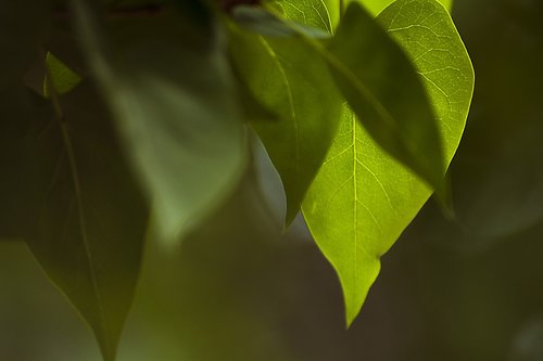 Lapų,  Augalų,  Pobūdį,  Aplinka,  Medis,  Niekas,  Gyvas,  Sodrus,  Sodas,  Lietaus,  Ne Iš Teismo,  Iš Arti,  Šviežumas,  Ekologija,  Aplinkos,  Šviesos,  Spalva,  Filialas,  Fonas