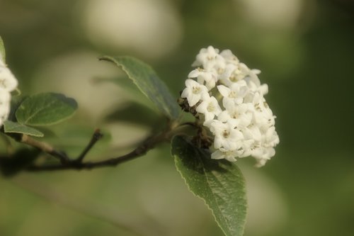 Lapų,  Pobūdį,  Floros,  Gėlė,  Medis,  Lauke,  Iš Arti