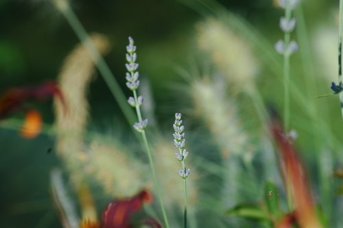 Lapų,  Pobūdį,  Floros,  Lauke,  Gėlė,  Vasara,  Augimas