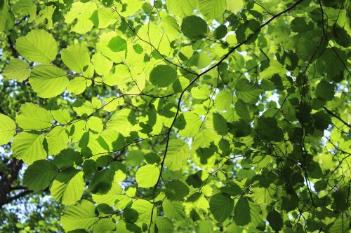 Lapai,  Saulės Energija,  Saulės Spinduliai,  Šviesa,  Žalias,  Saulės Šviesa,  Medis,  Gamta,  Miškas,  Kietmedis