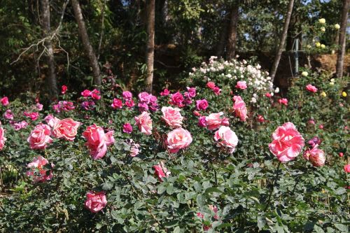 Pakabukas, Chiang Mai Tailandas, Tokia Sunki Aplankymo Rūmai, Gėlės, Gamta, Šviežios Gėlės, Gėlių Sodas, Sodas, Lauke, Puikus, Spalvinga, Gaivus, Gėlė, Tailandas, Šiaurė, Rožė, Rožė