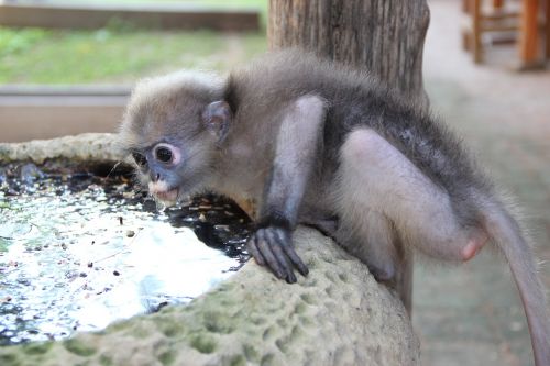 Pakabukas, Hua Hin Safari Ir Nuotykių Parkas, Hua Hin, Tailandas, Beždžionė, Beždžionė Valgyti Cum