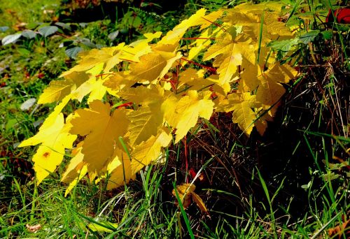 Lapai, Geltona, Augalas, Rudens Nuotaika, Gamta