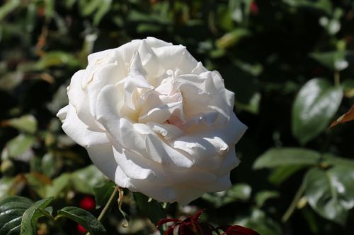 Balta Rožė, Lapai, Rožė, Gėlė, Gamta, Romantiškas