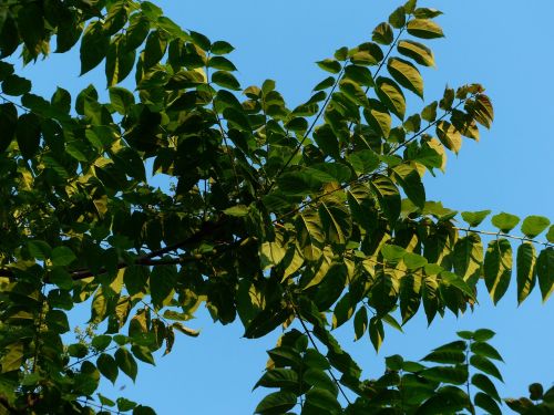 Lapai, Lapija, Ailanthus Altissima, Žalias, Lapuočių Medis, Ailanthus, Kartaus Pelenų Šiltnamio, Simarubaceae