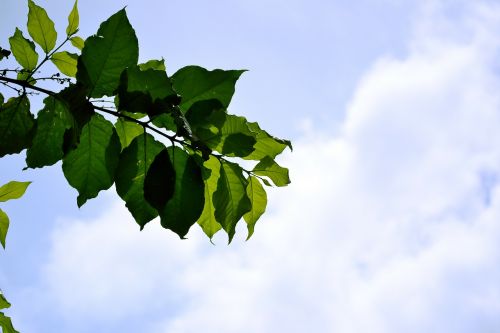 Lapai, Mėlynas Dangus, Dangus, Augalai, Gamta, Saulės Šviesa, Saulės Šviesa, Šri Lanka, Ceilonas, Mawanella