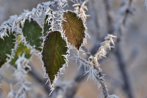 Lapai, Žiema, Šaltis, Ledas, Sušaldyta, Ledas, Gamta, Šaltas, Žiemos Laikas, Eiskristalio, Auskaras, Kristalai, Žiemos Magija