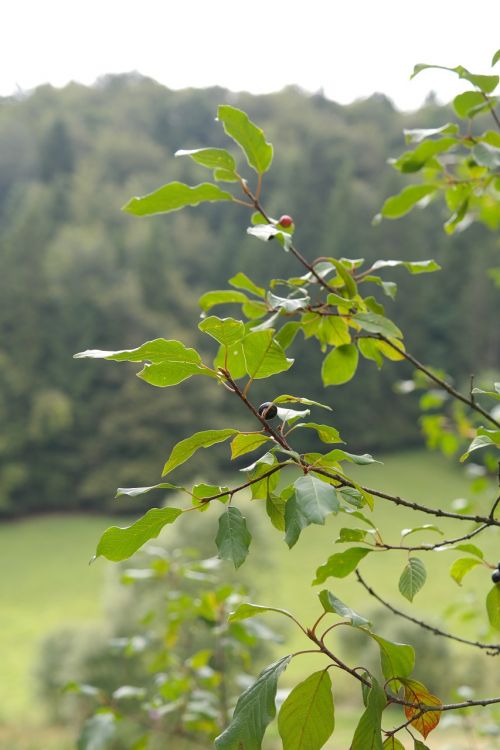 Lapai, Filialai, Medis, Rhamnus Frangula, Frangula Alnus, Rhamnus Frangula L, Frangula Dodonei, Krūmas, Šaltalankių Vaisiai, Rhamnaceae, Rhamnus