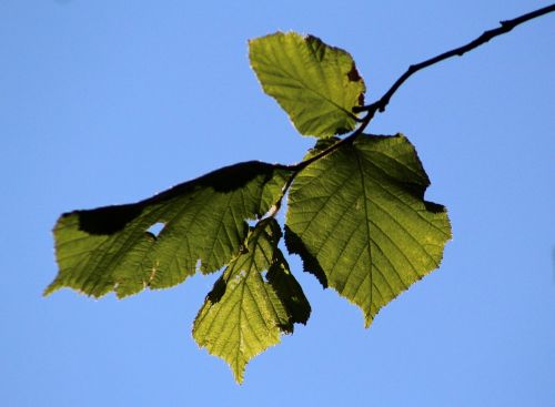 Lapai, Pavasaris, Medis, Žalias