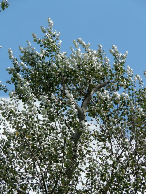 Lapai, Sidabras, Populus Alba, Medis, Tuopa, Balta Tualele, Ganymas Šiltnamyje, Salicaceae