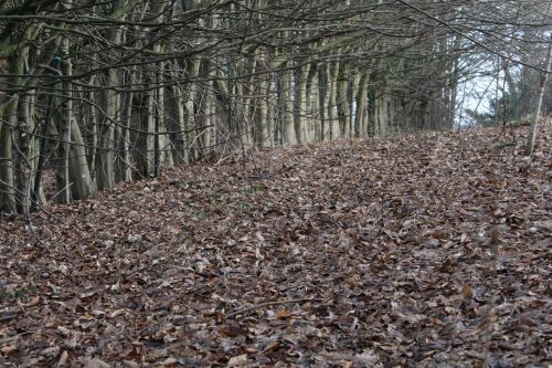 Lapai, Medžiai, Ruduo, Gamta, Miškas, Ruda, Estetinis