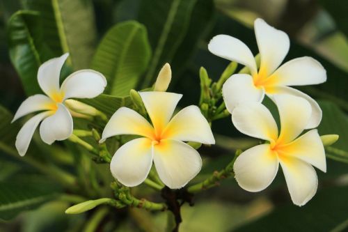 Leelawadee, Gamta, Baltos Gėlės, Tailandas