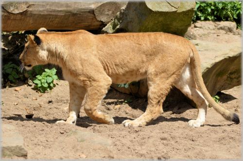 Liūtas,  Liūtas,  Laukinė Gamta,  Medžiotojas,  Gyvūnas,  Gyvūnai,  Zoologijos Sodas,  Artis,  Amsterdamas,  Holland,  Nyderlandai,  Plėšrūnas,  Lions In Artis 09