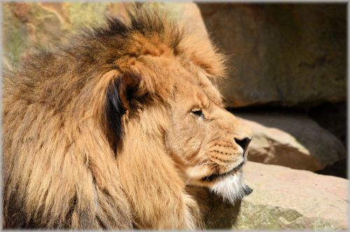 Liūtas,  Liūtas,  Laukinė Gamta,  Medžiotojas,  Gyvūnas,  Gyvūnai,  Zoologijos Sodas,  Artis,  Amsterdamas,  Holland,  Nyderlandai,  Plėšrūnas,  Lions In Artis 10