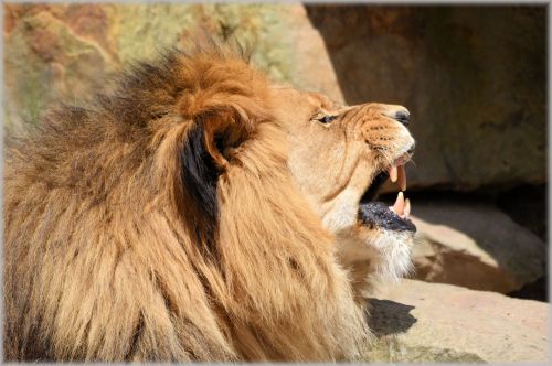 Liūtas,  Liūtas,  Laukinė Gamta,  Medžiotojas,  Gyvūnas,  Gyvūnai,  Zoologijos Sodas,  Artis,  Amsterdamas,  Holland,  Nyderlandai,  Plėšrūnas,  Serijos,  Lions In Artis 11