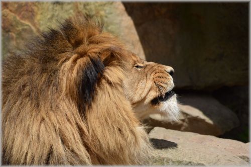 Liūtas,  Liūtas,  Laukinė Gamta,  Medžiotojas,  Gyvūnas,  Gyvūnai,  Zoologijos Sodas,  Artis,  Amsterdamas,  Holland,  Nyderlandai,  Plėšrūnas,  Lions In Artis 12