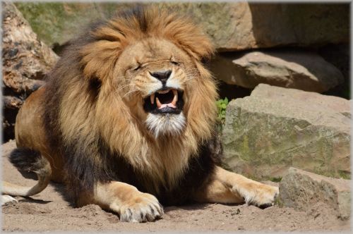 Liūtas,  Liūtas,  Laukinė Gamta,  Medžiotojas,  Gyvūnas,  Gyvūnai,  Zoologijos Sodas,  Artis,  Amsterdamas,  Holland,  Nyderlandai,  Plėšrūnas,  Lions In Artis 13