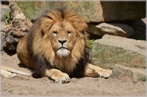 Liūtas,  Liūtas,  Laukinė Gamta,  Medžiotojas,  Gyvūnas,  Gyvūnai,  Zoologijos Sodas,  Artis,  Amsterdamas,  Holland,  Nyderlandai,  Plėšrūnas,  Lions In Artis 14
