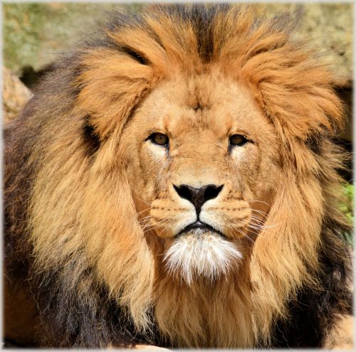Liūtas,  Liūtas,  Laukinė Gamta,  Medžiotojas,  Gyvūnas,  Gyvūnai,  Zoologijos Sodas,  Artis,  Amsterdamas,  Holland,  Nyderlandai,  Plėšrūnas,  Lions In Artis 15