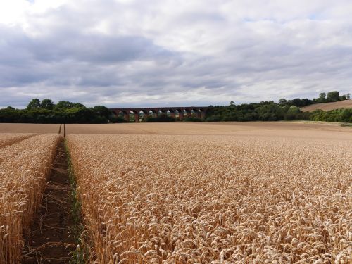 Leicestershire Kukurūzų Laukas, Kelias, Vedantis Į Geležinkelio Viaduką, English Late Summer