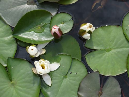 Gėlė,  Vanduo & Nbsp,  Lelija,  Vandens Lelijos Vandenyje