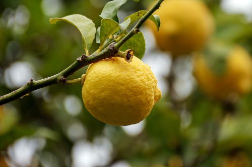 Citrusiniai, Limon, Geltona, Citrusiniai Vaisiai, Augalas, Vaisiai, Lapai, Citrinos Augalas