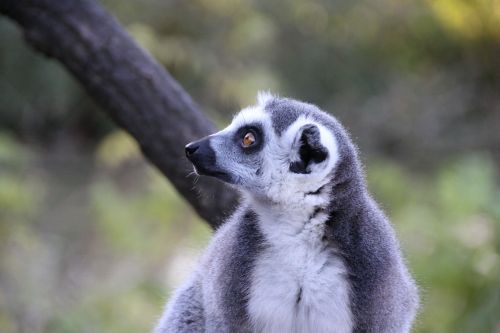 Lemūrai, Gyvūnas, Madagaskaras, Laukiniai