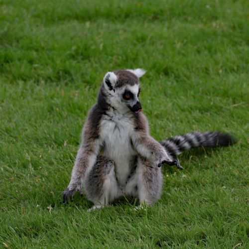 Lemūrai, Madagaskaras, Gyvūnas, Laukinė Gamta, Žinduolis, Primatas, Kailis, Žiediniai Tauridai