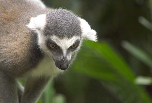 Lemūrai, Gyvūnas, Madagaskaras