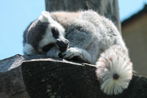 Lemūrai, Miegoti, Gyvūnas, Lemurs, Gamta, Iš Arti, Zoologijos Sodas Safari, Ravenna