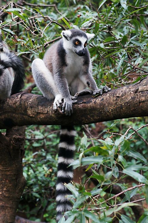 Lemūrai, Gyvūnas, Mielas, Moe, Madagaskaras
