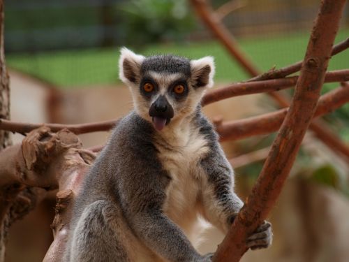 Lemūrai, Liežuvis, Zoologijos Sodas, Sėdi, Galūnė, Mielas, Žinduolis, Madagaskaras, Laukinė Gamta, Žiūri, Portretas