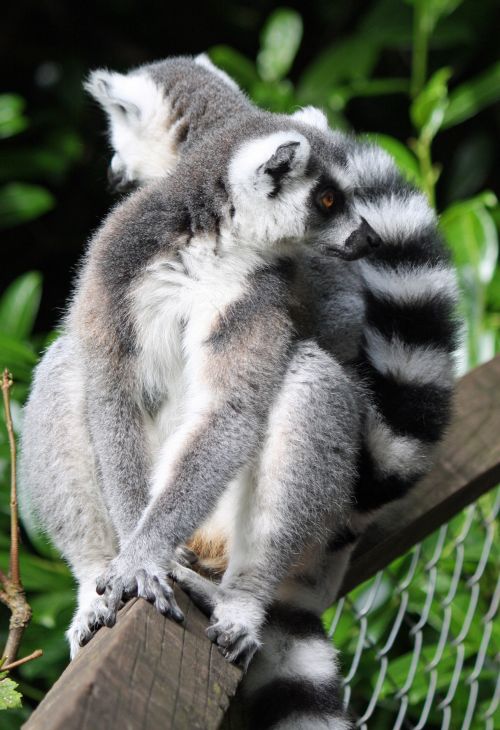 Lemūrai,  Lemurs,  Žieduotas Taurė,  Žiedinis Tauronas & Lempa,  Primatas,  Mielas,  Portretas,  Iš Arti,  Gyvūnas,  Laukiniai,  Laukinė Gamta,  Gamta,  Lauke,  Nuotrauka,  Vaizdas,  Lemūrai Portretas