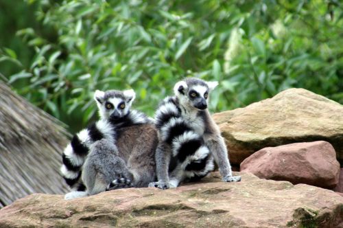 Lemurs, Zoologijos Sodas, Gyvūnai, Madagaskaras, Laukiniai, Mulhouse