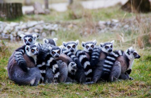 Lemurs, Prosimiečiai, Lermuren, Sėdėti, Pasinerti, Uždaryti, Šiltas, Privalomas, Santykiai