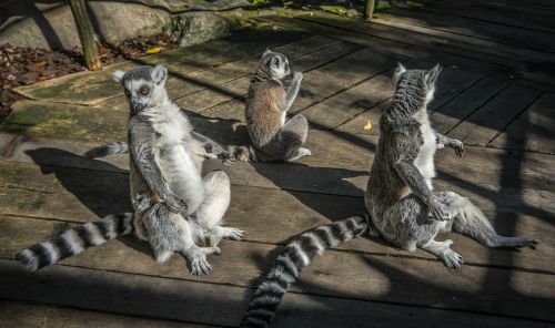 Lemurs, Gamta, Gyvūnas, Lemuriformos, Primatas, Žiedinis Lelukas, Lemūrai Katta, Strepsirhini, Strepsirhini Primatis, Parkas