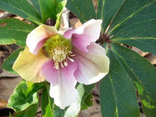 Lenten Rose, Helleborus, Lenten, Rožė, Gėlė, Sodas, Hellebore, Žydėti, Žalias, Gamta, Daugiametis, Gėlių, Žydi, Augalas, Botanikos, Tuti, Žiedlapis, Žiedas, Žolelės, Pistil, Natūralus, Makro, Žiema, Žolinis, Balta, Sodininkystė