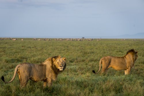 Leonas,  Liūtai,  Afrikoje,  Nuotykių,  Safari,  Gyvūnai,  Predator,  Patinas,  Portretas