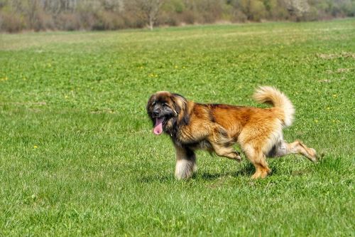 Leonberger, Šuo, Gamta