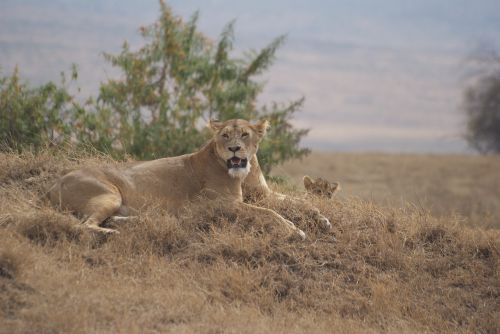 Leone, Ngorongoro, Safari