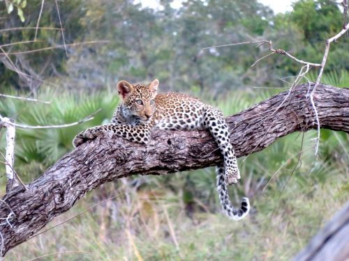 Leopardas, Afrika, Gyvūnas, Serengeti, Safari, Gamta