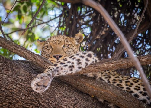 Leopardas, Medis, Moteris, Poilsio, Botsvana, Afrika, Kačių, Plėšrūnas, Didelis, Laukinė Gamta, Pavojingas