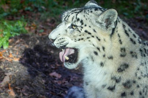 Leopardas, Gyvūnas, Katė, Wildcat, Gamta, Žinduolis, Zoologijos Sodas
